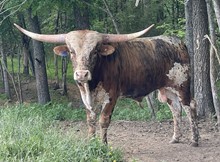 Iron Cowboy