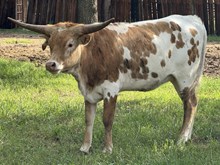 MN Concealed Tuff Stuff