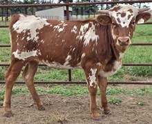 25 Spur Heifer