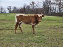 Double My Luck x DH Hired Hand 