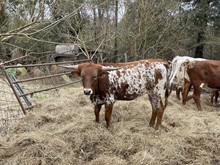 Horseshoe J Dazzle