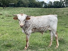 Amarillo/Powerwagon bull