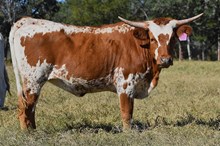 RJF PACIFIC DIAMOND 430