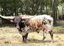 MN Concealed Gunpowder & Dixie