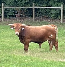 Horseshoe J Golden Hair X Powerwagon Bull Calf