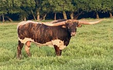 MRL Conceal My Thrill