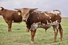 TS Cowboy Reb