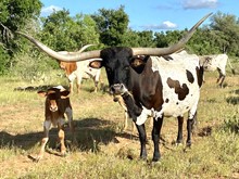 Havana bull calf 20
