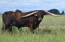 RNL Fredrick