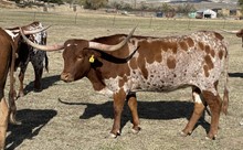 CR Pacific Cowgirl