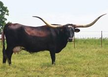 5849092&cbidD2 HIDDEN CHARMER