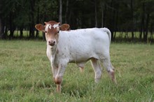 Horseshoe J Golden Hair X Powerwagon Bull Calf 