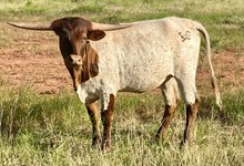 BG Pacific Cowgirl