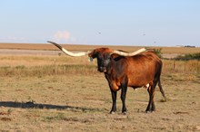 SDR CONCEALED STARLIT