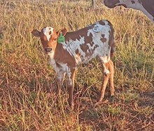 J7 CATARINA 🇺🇸