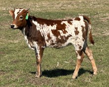 J7 CATARINA 🇺🇸