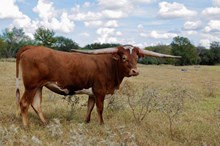 BCR Highly Important 341