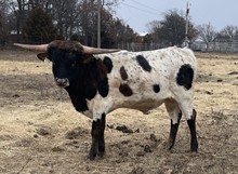 #2158 - HR Iron Rose x Pacific Cowboy 40