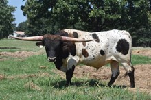 #2158 - HR Iron Rose x Pacific Cowboy 40