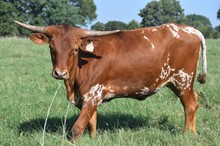 HR SASSIE COWGIRL