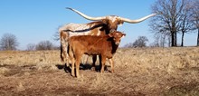 #2264 - HR Rescued x Pacific Cowboy 40