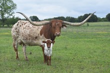 #2335 - Shy Iron x Pacific Cowboy 40