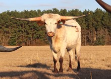 Steer 2023 DJ Hired Hand x BanditaByD