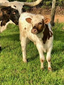 bull calf Horseshoe J Feat x Brazos Julio BCR 052